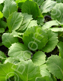 Brassica 'Invento'